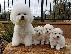 PoulaTo: Φλυτζάνι τσαγιού Bichon Frize